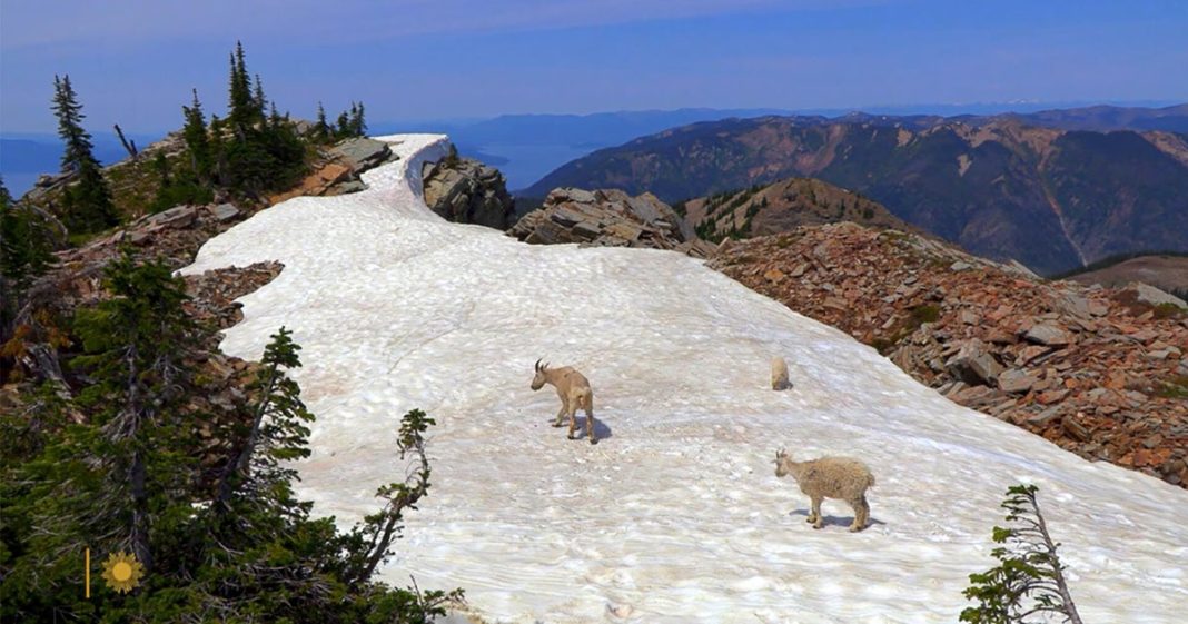 Nature: Mountain goats in Idaho